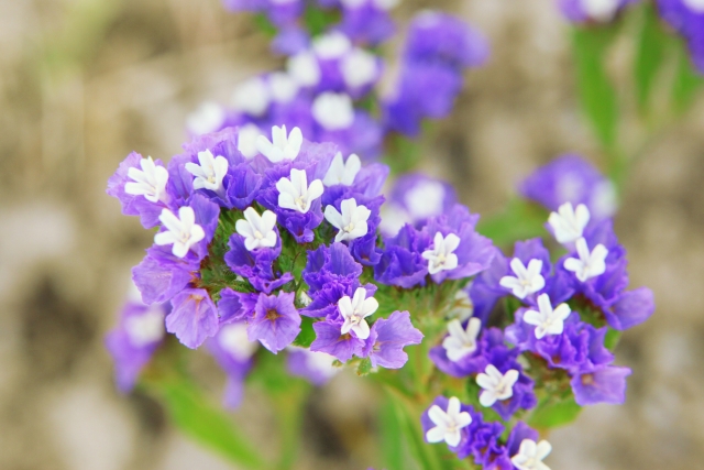 恋に勝つ あなたにパワーを与えてくれる 花言葉 とは Grapps グラップス