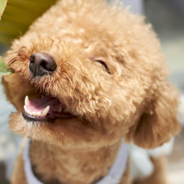 迷い犬を保護した翌日…”飼い主”を名乗る家族が訪問。しかし…「なんで家がわかったんですか？」「…え」