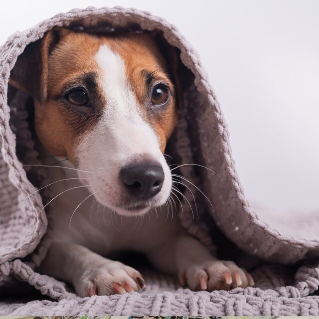 「うちの犬返せ！」迷い犬を迎えにきたはずの”家族の様子”に違和感。しかし⇒1つの”質問”がきっかけで警察沙汰に！？