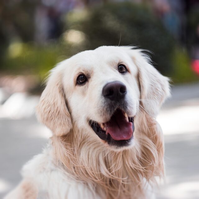 『うちの犬なんです！』保護した犬を迎えに来た家族に”違和感”を覚え…『証拠を見せてください』⇒警察を巻き込む【事件】になる！？